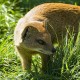 Mongoose