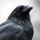 DetroitCrow