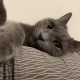 allmycats