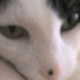 fattiefatterton