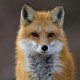TheOddFox
