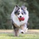 dogtoysreviews