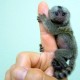 fingermonkey