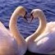 rgoose