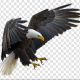 EaglePGC