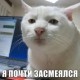 NikitaNN