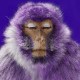 3rd Monkey