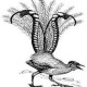 insitu
