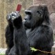 TenTonApe