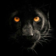 Shadownete