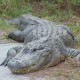 Valigator