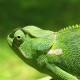 aladedragon
