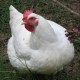 pato_no_tucupi