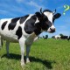 milkthebull