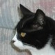 ktcat