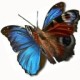 inachis_io