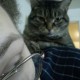 Pook and Pie