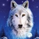 ElderWOLF