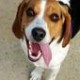 moneybeagle