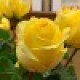 BurningRose