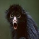 Monkey76083