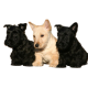 scottishterrier