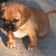 dogbreeder