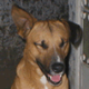 leandogo
