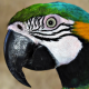 pollytheparrot