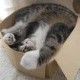 siddigTheCat