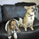 bassethoundfinn