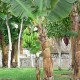 razimi