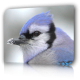bluejay
