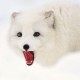 xfOx