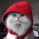 AaronB