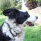 colliemum