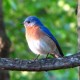 birdlover