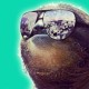 RoadRover