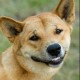 Dingo