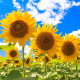 Sunshine Moe717