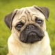 SquishyPug