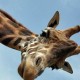Poisonous Giraffe
