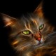 mycatwilatackyou