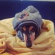 Snorfle