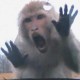 Screaming Monkey