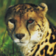 Cheetah512