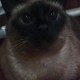 Babusha