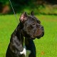 Cane Corso Puppies For Sale