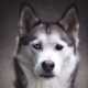HuskyUSA
