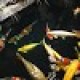 Hazardfox